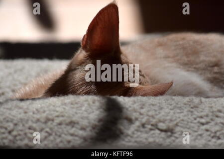 Kitty Cat schlafen auf der Treppe Stockfoto