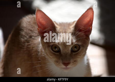 Tabby Katze Stockfoto