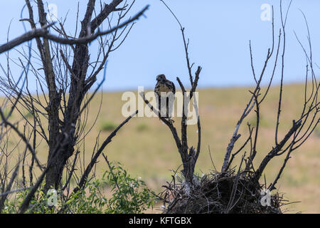 Jugendliche Rote Falken (Buteo Jamaicensis) Echo, Oregon tailed, USA Stockfoto