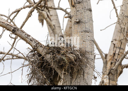 Jugendliche Rote Falken (Buteo Jamaicensis) Echo, Oregon tailed, USA Stockfoto