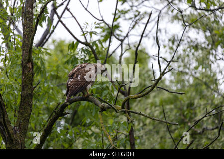 Juvenile Red-tailed Hawk (Buteo Jamaicensis), dodge Nature Center, Minnesota, USA Stockfoto