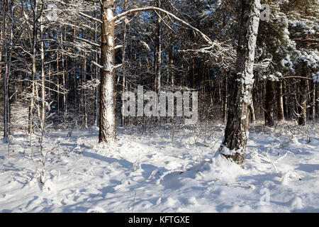 Wald im winter Stockfoto