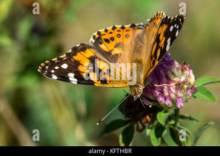 Gemalte Dame Schmetterling nectaring auf rotem Kleeblatt während des Sommers in Nordamerika Stockfoto