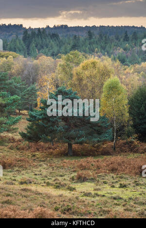 Dunkle Wolken über Bäume des New Forest National Park in Hampshire, Großbritannien Stockfoto