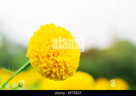 Ringelblume mit dem weißen Himmel Hintergrund. Stockfoto