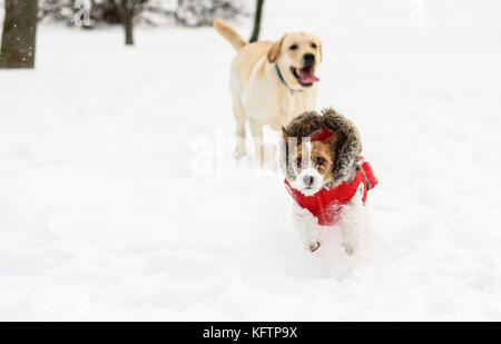 Zwei glückliche Hunde spielen auf Schnee im Winter ohne Leine Park Stockfoto