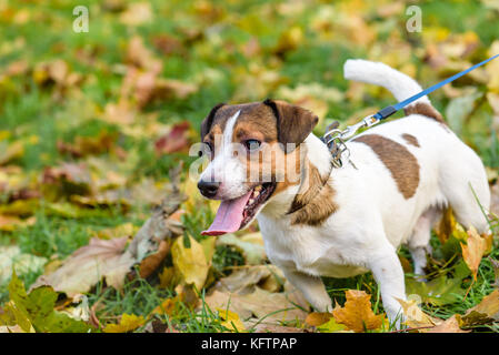 Allergischen Hund mit roten Kranke Augen ziehen Leine laufen Stockfoto