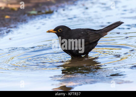 Eine Amsel nimmt ein Bad in einer Pfütze Stockfoto