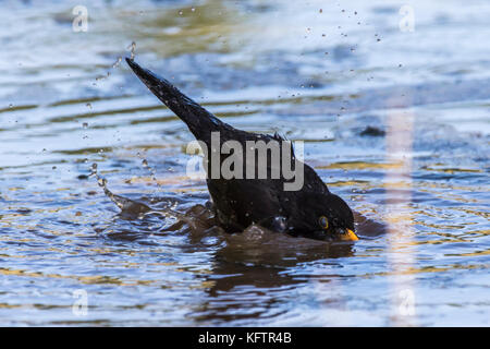 Eine Amsel nimmt ein Bad in einer Pfütze Stockfoto