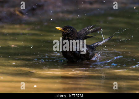 Eine Amsel nimmt ein Bad in einer Pfütze Stockfoto