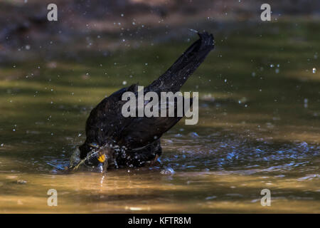 Eine Amsel nimmt ein Bad in einer Pfütze Stockfoto