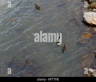 Wilde Enten baden in einem Fluss, Anas platyrhynchos Stockfoto