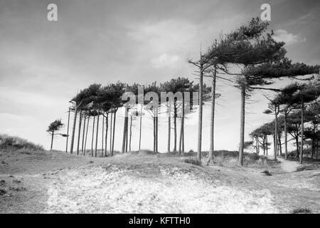 Windgepeitschte Bäume auf formby Sanddünen, North West England Stockfoto