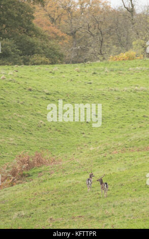 Zwei weit entfernte Damwild Hirsche in Waliser Parklandschaft. Stockfoto