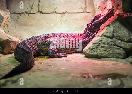 Spectacled Kaiman, Caiman crocodilus, einzelnes Tier Kopf geschossen unter eine Infrarotlampe, Brasilien Stockfoto