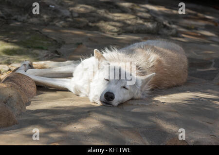 Weibliche polar wolf gerettet aus der Falle, für immer lahm Links, gläubigen Menschen blieb Stockfoto