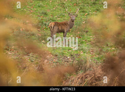 Red deer Hirsch während der Brunftzeit im Herbst. Wales, Großbritannien. Stockfoto