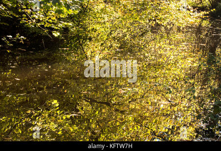 Reflexionen der Blätter in einem Bach, an einer ruhigen herbstlichen Tag in Worcestershire, Großbritannien. Stockfoto