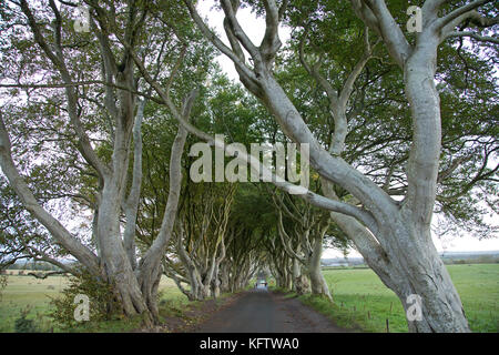 Dunkle Hecken, Stranocum, Ballymoney, Co Antrim, Nordirland Stockfoto