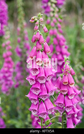 Digitalis purpurea. fingerhut im Garten. Stockfoto