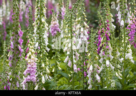 Digitalis purpurea. fingerhut im Garten. Stockfoto