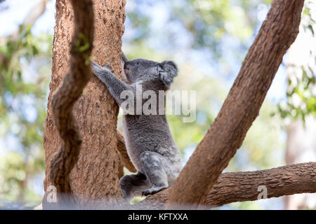 Koalabär klettern in den Bäumen Stockfoto