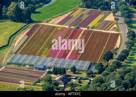 Isselburg, Niederrhein, Gartenbau Dwarsefeld, Heideplantage, Chrysanthemen, Landwirtschaft, Gartenbau, Isselburg, Nordrhein-Westfalen, Ge Stockfoto