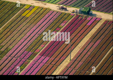 Isselburg, Niederrhein, Gartenbau Dwarsefeld, Heideplantage, Chrysanthemen, Landwirtschaft, Gartenbau, Isselburg, Nordrhein-Westfalen, Ge Stockfoto