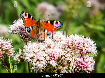Nahaufnahme des Tagpfauenauges auf rosa Blüten Stockfoto