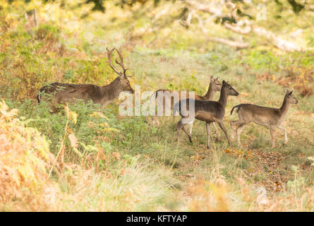 Gruppe von damwild Umzug durch die herbstlichen Wälder in Wales, Großbritannien. Stockfoto