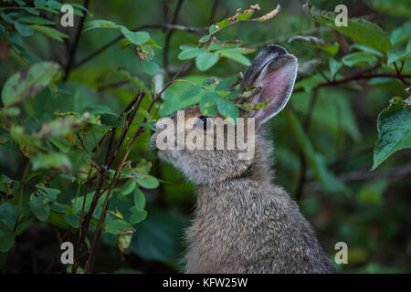 Snowshoe Hare (Lepus americanus), subarktischen Wald, Sommer Mantel, Ontario, Kanada von Bruce Montagne/Dembinsky Foto Assoc Stockfoto