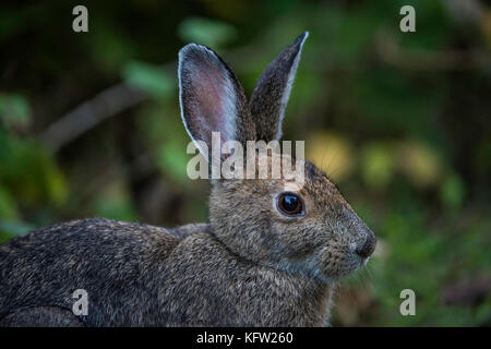 Snowshoe Hare (Lepus americanus), subarktischen Wald, Sommer Mantel, Ontario, Kanada von Bruce Montagne/Dembinsky Foto Assoc Stockfoto