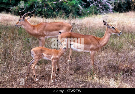 Ein Mann, Frau und Baby Impala (Aepyceros melampus) Pause für einen informellen Family Portrait in Nairobi Nationalpark in Kenia, Ostafrika. Die männliche Impala ist leicht durch ihren langen gebogenen Hörnern mit spiralförmigen Rippen gekennzeichnet. Diese ram, Ewe und ihr Kalb sind Teil einer großen Herde, die zusammen hält zum Schutz gegen Räuber auf den Wiesen, wo diese mittlere Antilopen. Impalas sind sehr schnelle Läufer und kann über alle Hindernisse in den Weg springen, während gejagt werden. Stockfoto