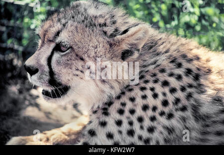 Eine Nahaufnahme Profil des Gesichts eines jungen Geparden (Acinonyx jubatus) zeigt das Tier der charakteristischsten Kennzeichnung, eine Schwarze Träne - wie Streifen, die von jedem Auge auf den Mund. Die Streifen sind gedacht, um die Augen vor Blendung der Sonne zu schützen. Ein weiteres Unterscheidungsmerkmal ist die solide schwarze Flecken auf einem Cheetah coat, die Tarnung der weltweit schnellste Landtier Hilfe und Afrika der am stärksten bedrohten großen Katze. In Zululand, Südafrika fotografiert. Stockfoto