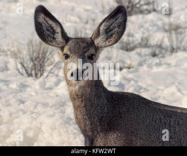 Die Mule Rotwild (Odocoileus Hemionus) erhält seinen Namen von Chief Merkmal des Tieres, große Maultier - wie Ohren. Der Hirsch kann jedes Ohr unabhängig voneinander bewegen, die es Ihnen erlaubt, in verschiedene Richtungen für die Klänge der mögliche Schaden von Tier Raubtiere und spiel jäger zu hören. Rehe haben Augen an den Seiten ihrer Köpfe, die eine 310-Grad Ansicht um sich selbst und auch dazu beitragen, jede Gefahr. Diese großen Säugetieren bewohnen viel von westlichen Nordamerika, einschließlich Wyoming, USA, wo diese weibliche (DOE) im Schnee fotografiert wurde - überdachte Gelände in der Nähe von Jackson Hole. Stockfoto