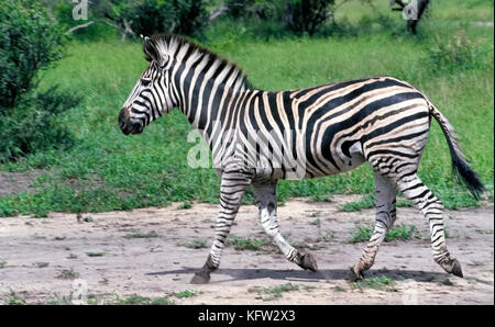 Der Burchell's Zebra (Equus quagga burchellii) ist eine Unterart der gemeinsamen Ebenen zebra Namens war für Britische Entdecker und Naturforscher William John burchell. Es kann von leichter und dünner Schatten Streifen zwischen den größer und fett schwarze Streifen auf der Hüfte identifiziert werden. Beachten Sie auch, dass die fetten schwarzen Streifen am oberen Körper des Tieres erheblich in der Größe auf die Beine zu vermindern. Diese Frau wurde fotografiert, die in der MalaMala Game Reserve, ein beliebter Ort für Safaris in Südafrika. Stockfoto