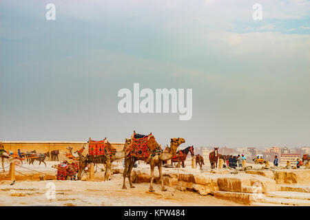 Kamel in der Nähe der alten Pyramide in Kairo, Ägypten Stockfoto