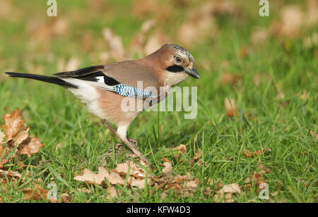 Ein atemberaubender Eichelhäher (Garrulus glandarius), der im Gras nach Eicheln sucht, die er für den Winter lagern kann. Stockfoto