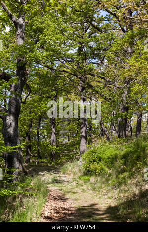 Fernwanderweg Selketal-Stieg Harz Stockfoto