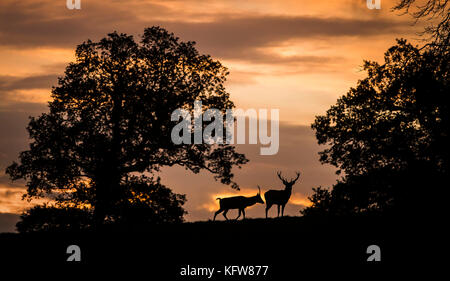 Deer Silhouetten während des Herbstaufgangs in Fountains Abbey in North Yorkshire. Stockfoto