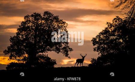 Deer Silhouetten während des Herbstaufgangs in Fountains Abbey in North Yorkshire. Stockfoto