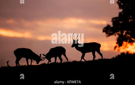 Rehe beim Herbstaufgang in Fountains Abbey in North Yorkshire. Stockfoto