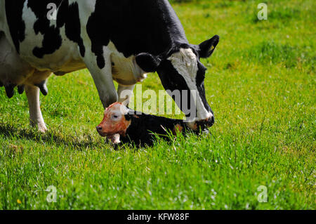 Mutter und Kalb Stockfoto