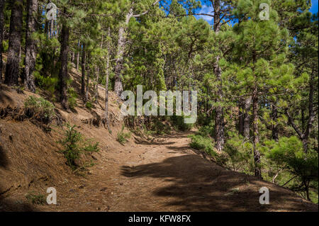 La Esperanza Wald wandern Route Stockfoto