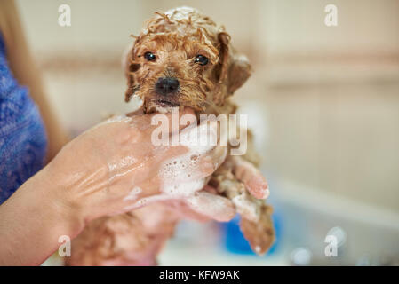 Nass in Shampoo braun Welpe in Frau Hände nehmen, Dusche Stockfoto