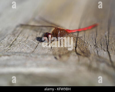 Herbst meadowhawk (♂ Aeshna vicinum) sitzen auf einem hölzernen Oberfläche Stockfoto