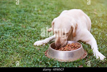 Brauner labrador Essen auf grünem Gras aus Metall Schüssel auf unscharfen Hintergrund Stockfoto