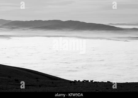 Eine Herde von Pferden Weidegang auf einem Berg, über ein Meer von Nebel, mit einigen weit entfernten und Misty Hills auf dem Hintergrund Stockfoto