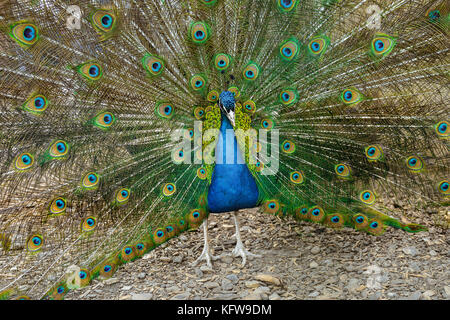 Porträt der schönen männlichen Pfau seine Schwanzfedern angezeigt, Stockfoto