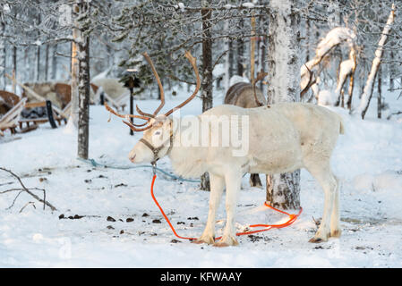 Rentiere im Winter, Lappland, Finnland Stockfoto